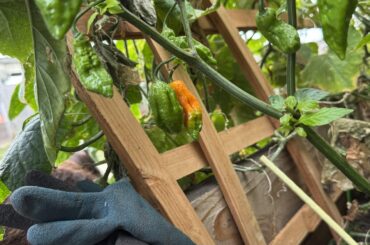 Update: we made it this far