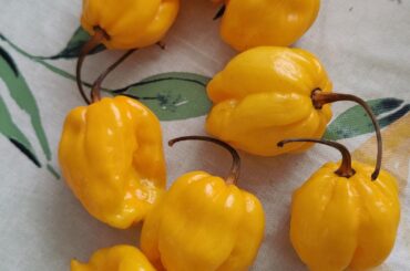 DIY Scotch Bonnet & Pineapple BANGER
