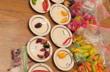 Second year growing, first year saving seeds. Might have gone a little overboard.