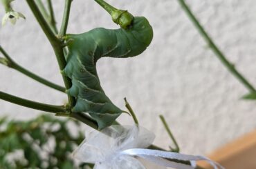 2 fat fucks ate every single leaf in a day.