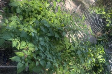 Carolina reaper plant at one year old.