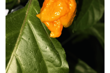 I was starting to wonder if these pods would ever ripen