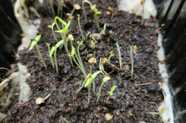 First time sprouts of scotch bonnet