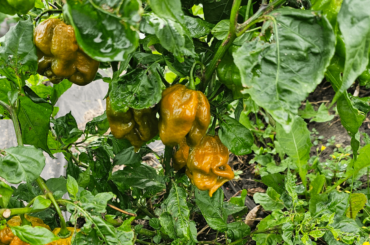 This is definitely not what I y thought it should be