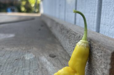 SRP taking a rest after ripening all summer