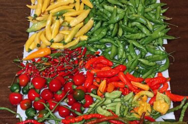 I harvested my last peppers