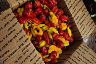 Thanks U/Treefarmer52