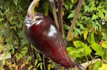 How do my Black Hungarian / Hot Wax peppers look?