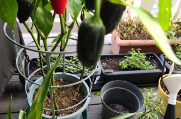 Red and Redder! Yeah, I said it