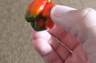 Is this a scotch bonnet?