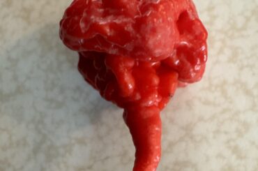 First stinger of the season