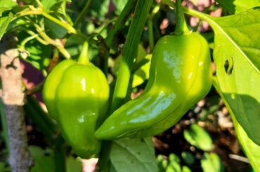 Chili identification