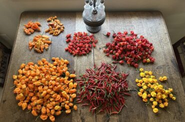 Help there’s too much to harvest.