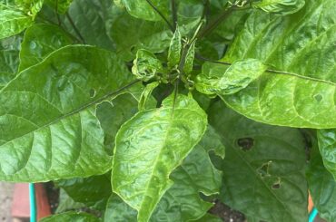 What’s up with this ghost pepper