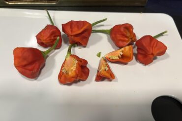 Scotch Bonnet growing fail... possible reasons?