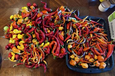 My best harvest ever! Still got this many if not more ripening on the plants