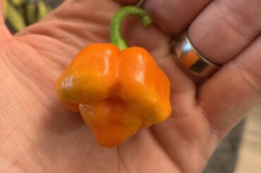 Hybridization? Please read.