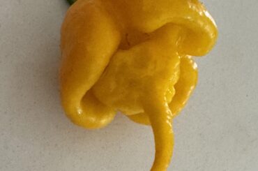 Scotch Brain / Yellow Reaper