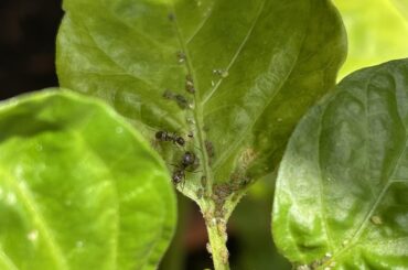 Insects Trinidad Scorpion