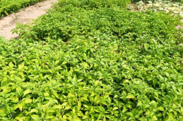 My Habanero & Reaper patch (Okra in the background)