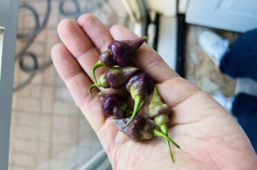 Please help ID these? Red Biquinho seeds were planted. Two of the three plants are definitely red Biquinho, but what are these?? Look like mini purple UFO lol