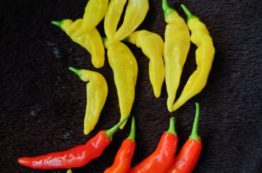 First ripe peppers, a bountiful harvest this year!(Not lol)