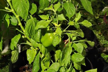 F1 Ghost peppers look like bell peppers will they shrink and shrivel or did they change from my moms bell pepper plant just wondering first time growing thoughts would be appreciated thank you (started in late march)