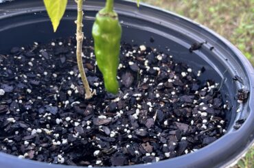 What kind of pepper is this?