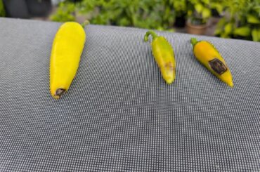What is going on with my peppers?