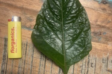 She is kind of an over achiever...