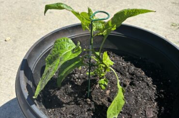 Carolina Reapers Help