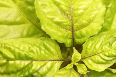 All veins on leafs turning brown