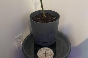 First time trying to overwinter