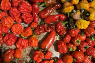 Today’s harvest and finally time to start some big ferments.