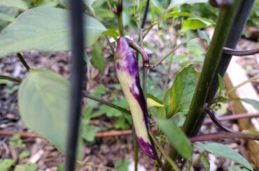 Mutation or stress/cold response? No peppers from this plant all season did this until now.