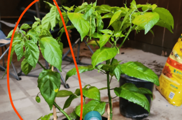 Help needed! (Wilting reapers)