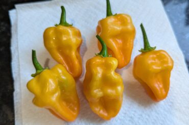 Habanero bay-bee