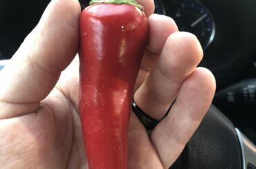 Mystery pepper