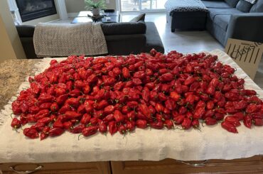 Dorset Naga Harvest!