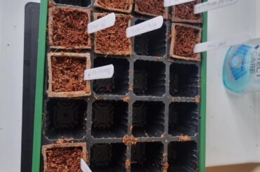 UPDATE: I posted here about a week ago, it's my first time trying germination. Your well wishes have worked! I only have 4 pods left un germinated out of 30!!! My comment will say what they are. (I'm hyped, proud plant dad)