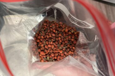 Me voy a hacer una agua fresca bien rica con esto. Se llaman jaripos en mi estado