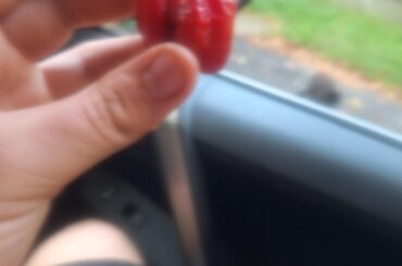 Can anyone identify this pepper?