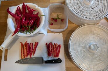 Fourth Harvest of Mojo Aji - Prepping for Winter