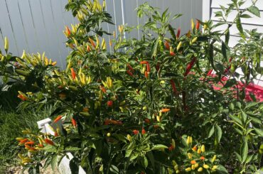 Tabasco in the front Cayenne in the middle. hope the ripen before first frost