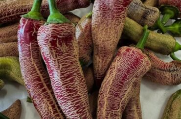 Rheza Macedonian Hot Peppers