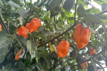 Finally starting to see some color.