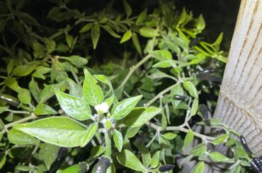 Can anyone help me id these peppers?