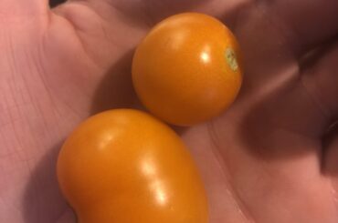 Cherry Tomato I found, compared to a normal one
