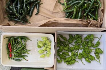 This year’s harvest. Grown outside, UK