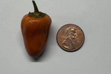 Any idea what pepper is this?